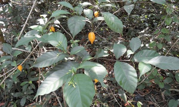 West Virginia And Mississippi Lawmakers…