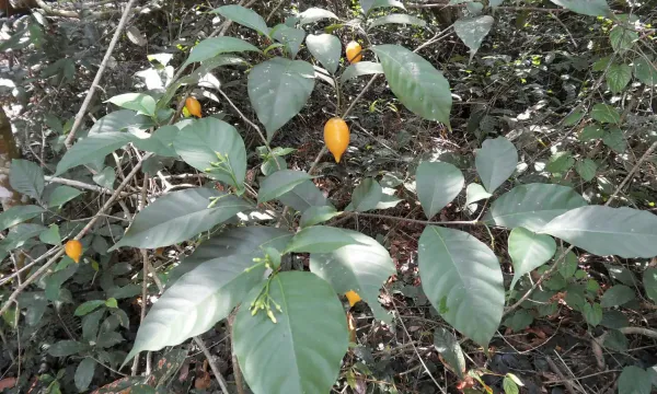 Texas Will Launch Ibogaine Clinical&hellip;