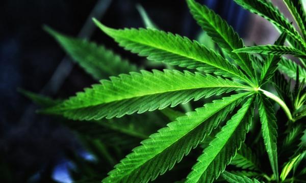 photo of Las Vegas Casinos Would Be ‘Smart’ To Consider Legal Marijuana’s Opportunities, Former Top Nevada Cannabis… image