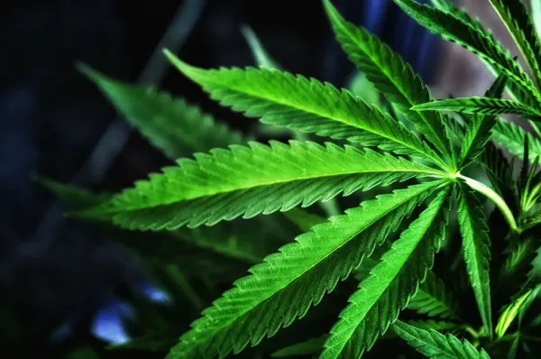 Marijuana Activists Say They’re Being&hellip;