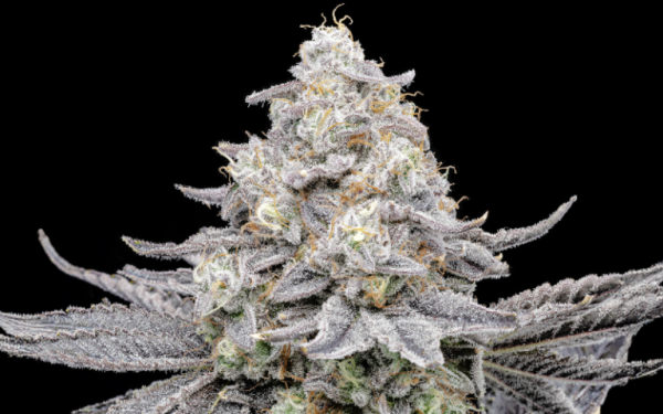 The Mid-Grade Crisis Crushing Cannabis&hellip;