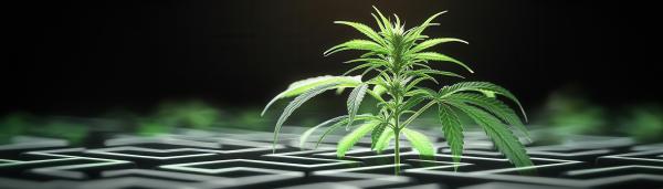 photo of Mixed Messages From The Feds About Cannabis image
