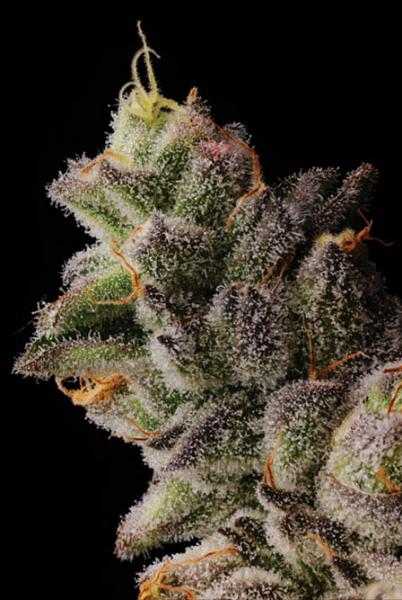 Fire Follower: Seed Junky Genetics…