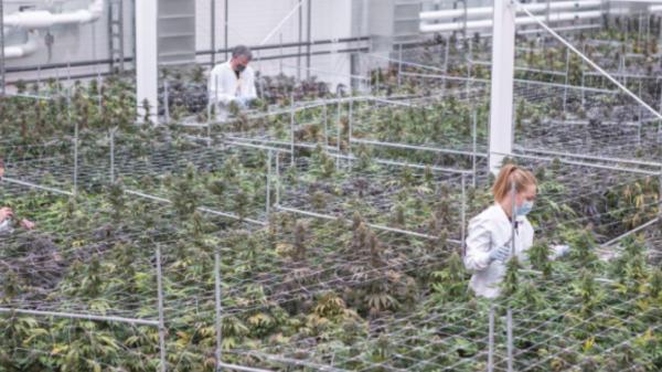 Aurora Cannabis reports record-breaking…