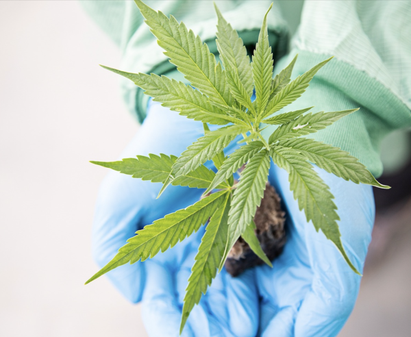 Aurora Cannabis expands Australian footprint with medical…