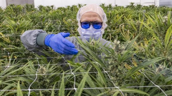 photo of Aurora Cannabis sees 47% share spike from juicy financial results image