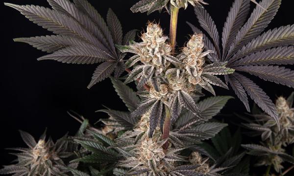Barney’s Farm x Doja Exclusive: A…