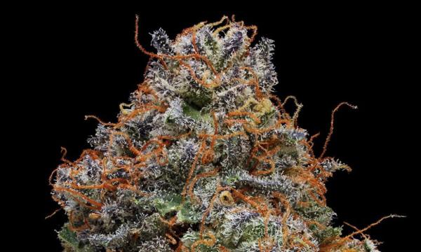 photo of Strain Review: Blackberry Kush image