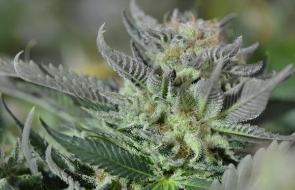 Strain Review: Blueberry Tahoe AKA&hellip;