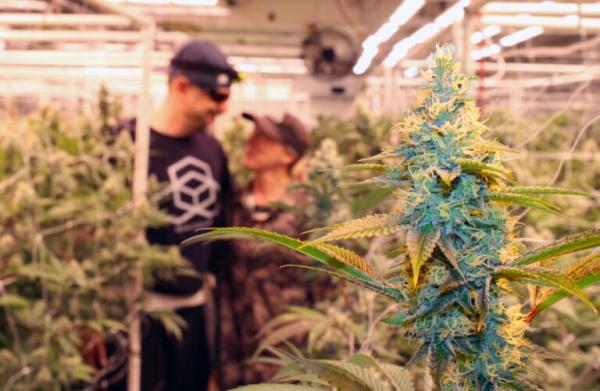 Why Craft Cannabis Stays Small
