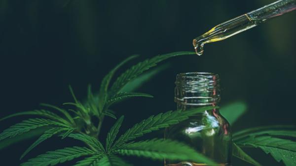 photo of Health Canada plans to share document about health products containing CBD this fall image