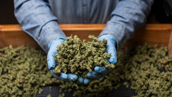 California set to hike up cannabis tax…