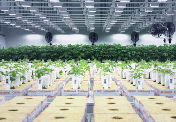 Cannara Biotech attains conditional&hellip;