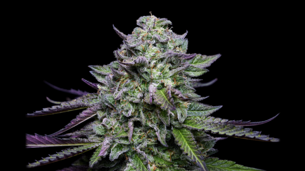 The winning strains from Humboldt Seed Company’s latest&hellip;