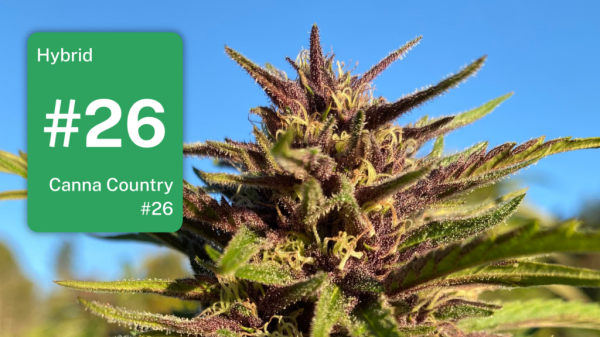 Canna Country #26 in Southern Humboldt:…