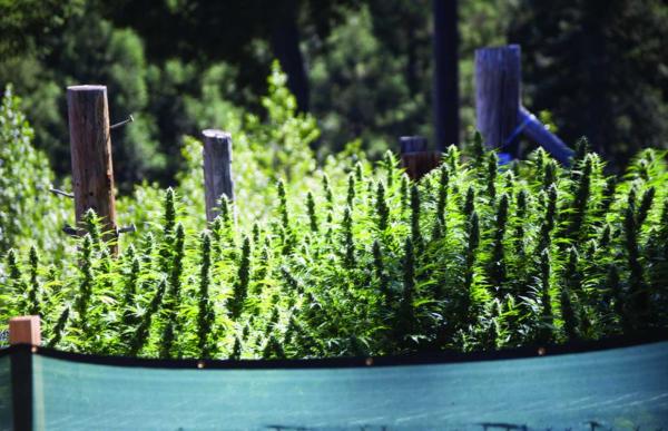 Re-Coup Winter Costs: Grow Outdoor