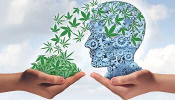 Study: Cannabis Use Not Associated With Later IQ Decline