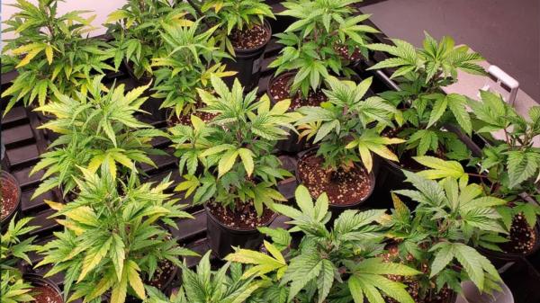 photo of Legal cannabis plants do not void policy, rules BC Court of Appeal image