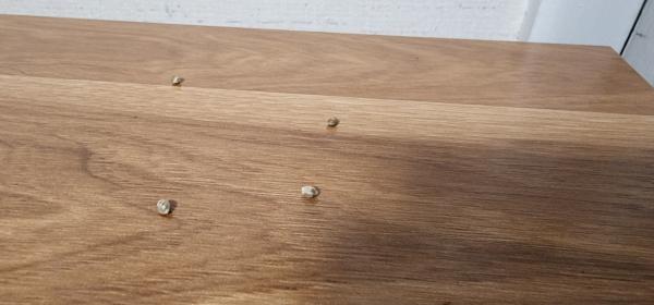 photo of The Different Types of Cannabis Seeds and Their Benefits image