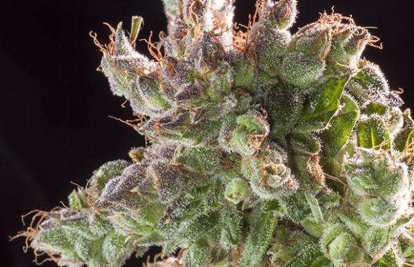 Cannabis for Christmas: Strains to Celebrate the Season