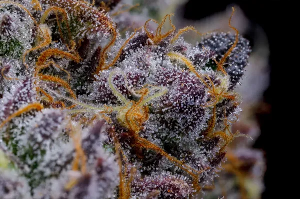 Cannabis Terpenes Explained: Complete&hellip;