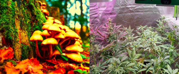 Microdosing 101: How Cannabis and…