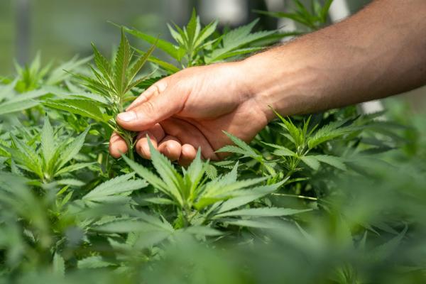 BREAKING: Terrascend asks judge to nix…