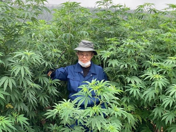 Cannabis-related police investigations&hellip;