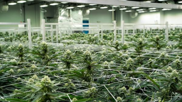 photo of Cannabis stocks slide after DEA decides to push back reclassification hearing image