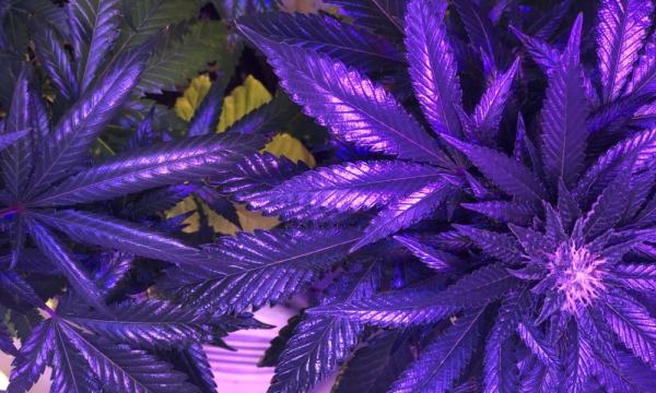 Florida Voters To Decide On Marijuana…