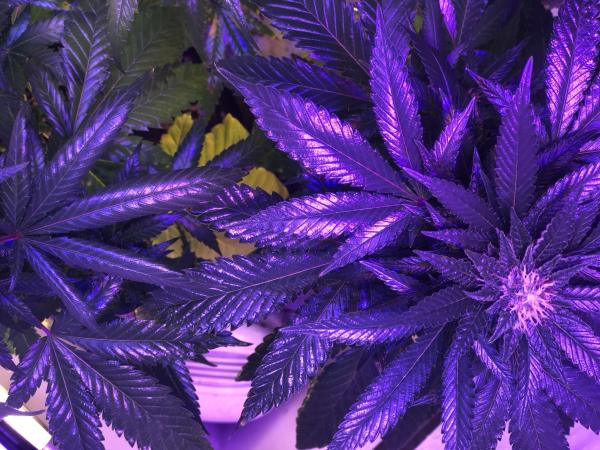 Majority Of Americans Say Marijuana…