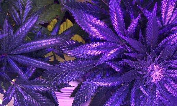 photo of GOP Senator Claims Marijuana Is A ‘Gateway Drug,’ Voicing Opposition To Trump’s Rescheduling Order image