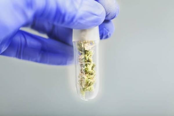 photo of Thailand Unveils International Medical Cannabis Research Center image
