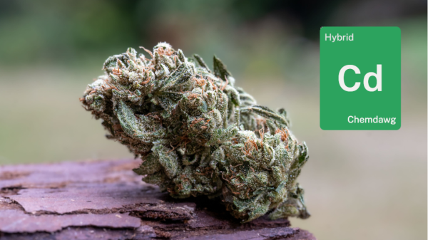 Chemdawg from Grass Valley: How Down OM…