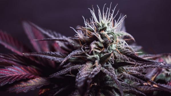 photo of Hybridization: The life and legacy of cannabis strains image