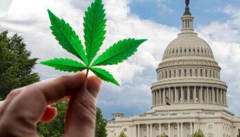 photo of The Real Cannabis Policy Power Lies Beyond The Oval Office image