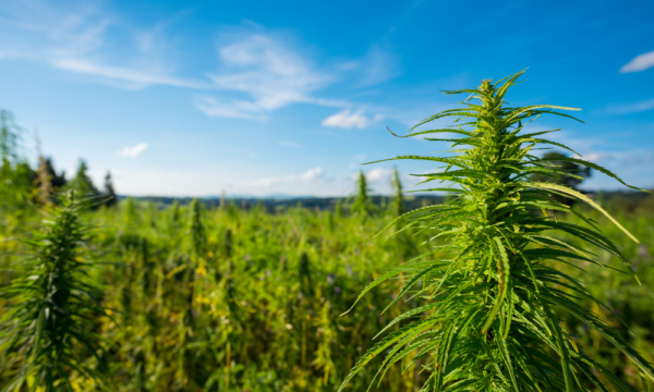 photo of California Senators Approve Bill To Let Marijuana Growers Sell Directly To Consumers At Farmers Markets image