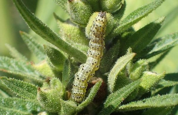 Saving Hemp Crops from the Corn Earworm