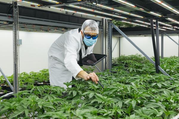 photo of Cresco Labs becomes latest operator to bail on California weed sector image