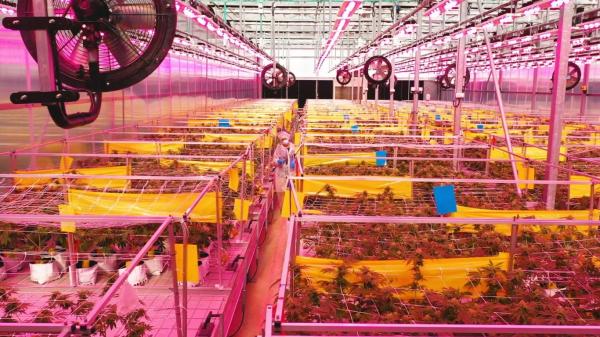 Cronos reports increased revenue in Q1…