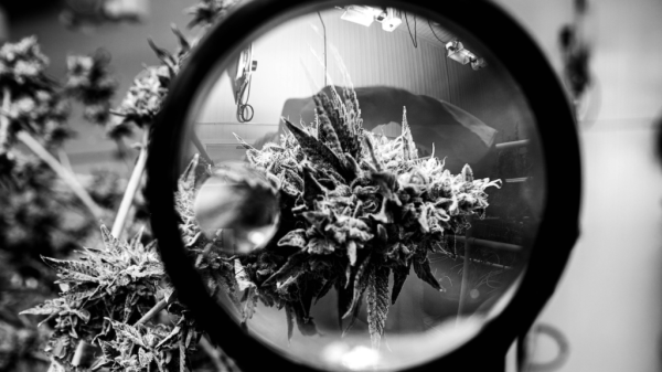 Decibel Cannabis stock is a worthwhile…