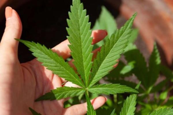 Ultimate Guide to THCA Bulk Flower:…