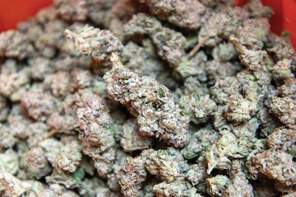 Grow Tour: Svin Garden