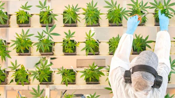 photo of Aurora and UBC partner on research to breed fruity-smelling cannabis image