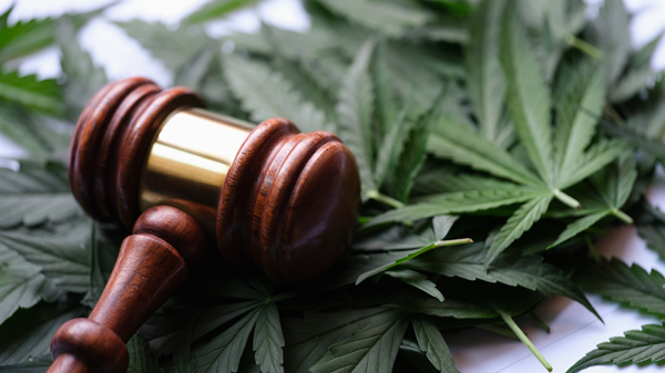 4 New York Dispensary Licensees Sue State Regulators Over Buffer Rule