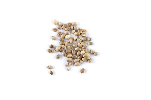How a little-known federal rule could make cannabis seeds…