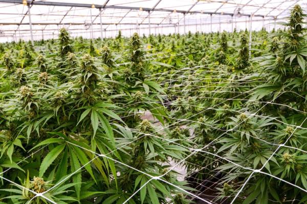 Cannabis tax battle pits pot against…