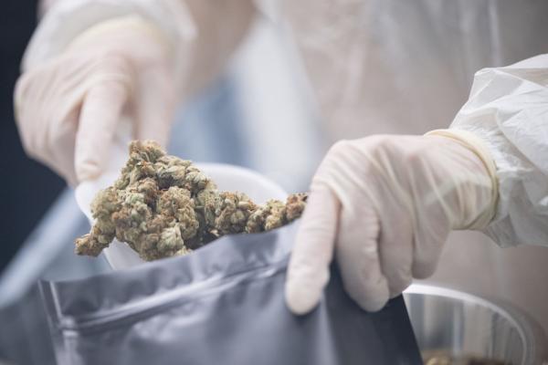 photo of Gap in cannabis education leaves medical providers in the dark image
