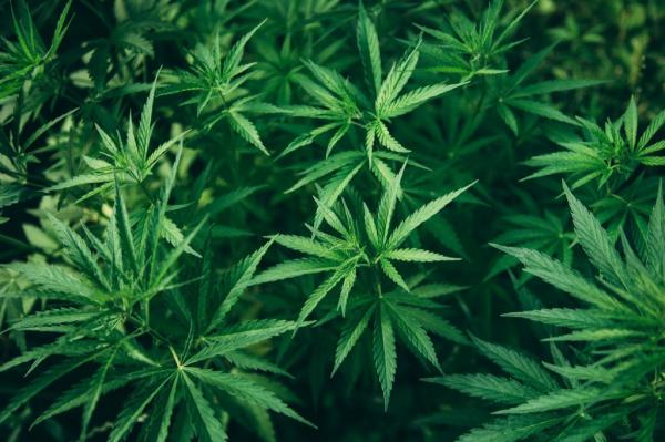 Can hemp and THC finally coexist? This…