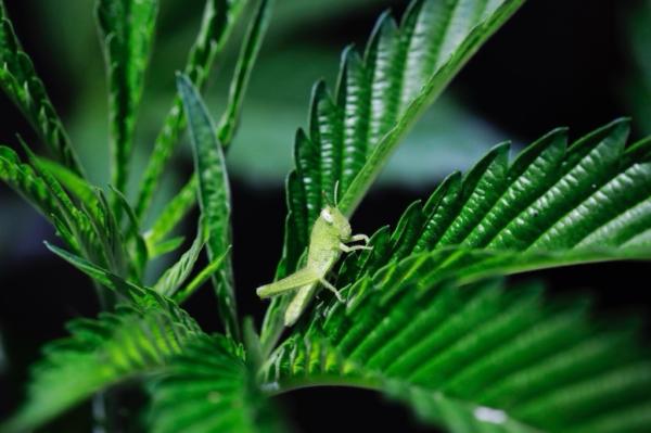 Cannabis brand reaches unprecedented…
